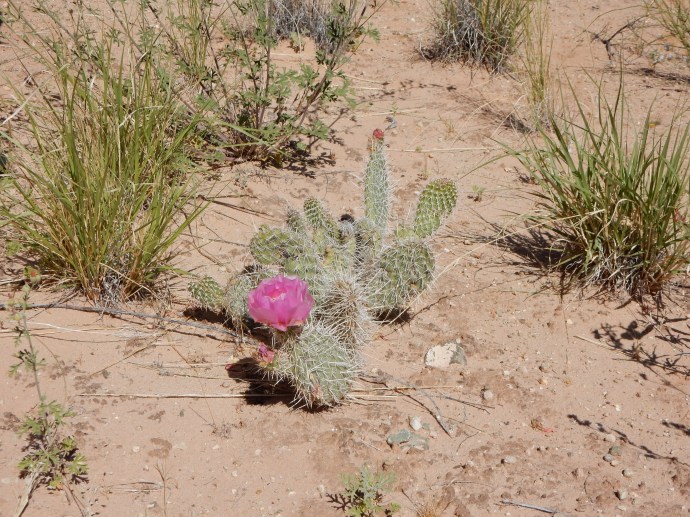 prickly pear cactus blooming after rain