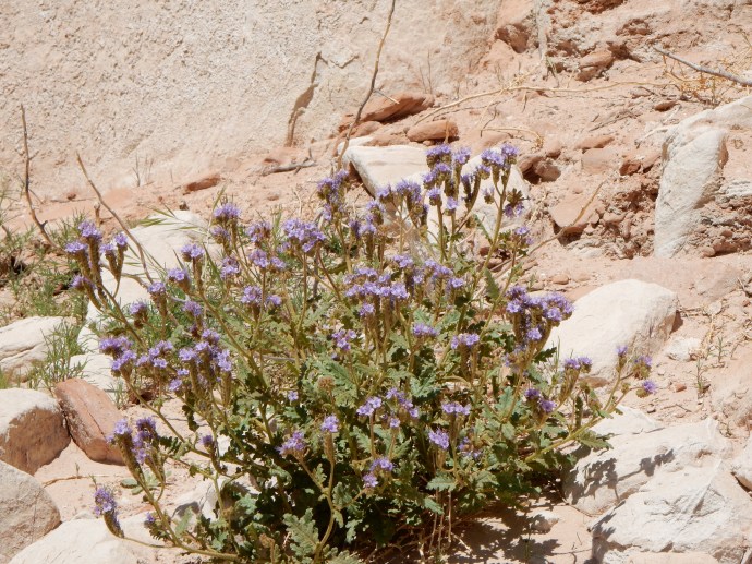 More blooming flowers