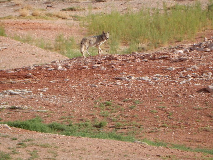 Our coyote visitor