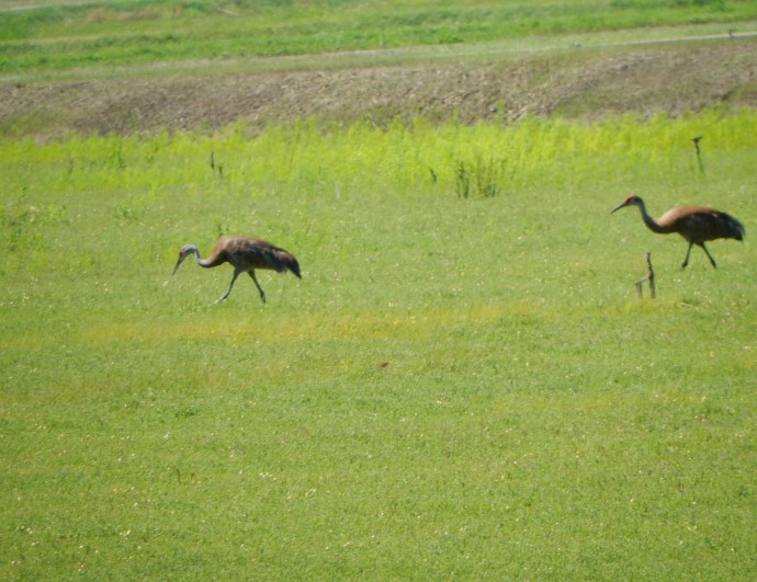 Two sandhill cranes