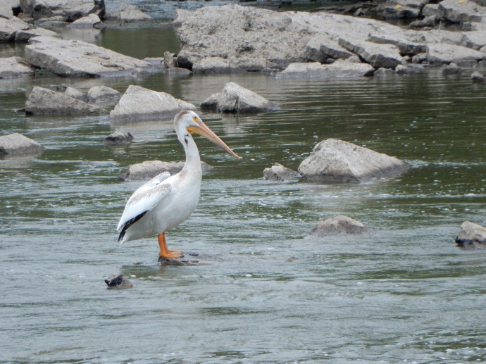 A pelican in Fox River