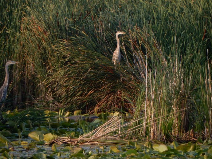 On the marsh tour at Horicon Refuge