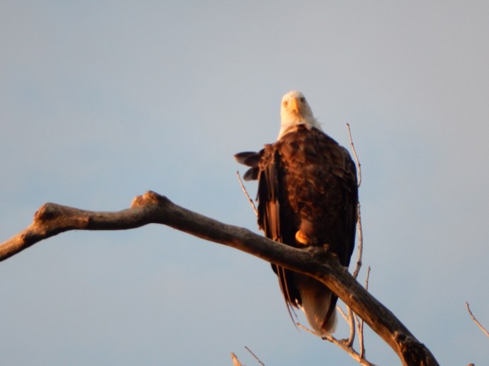 Bald Eagle on marsh tour