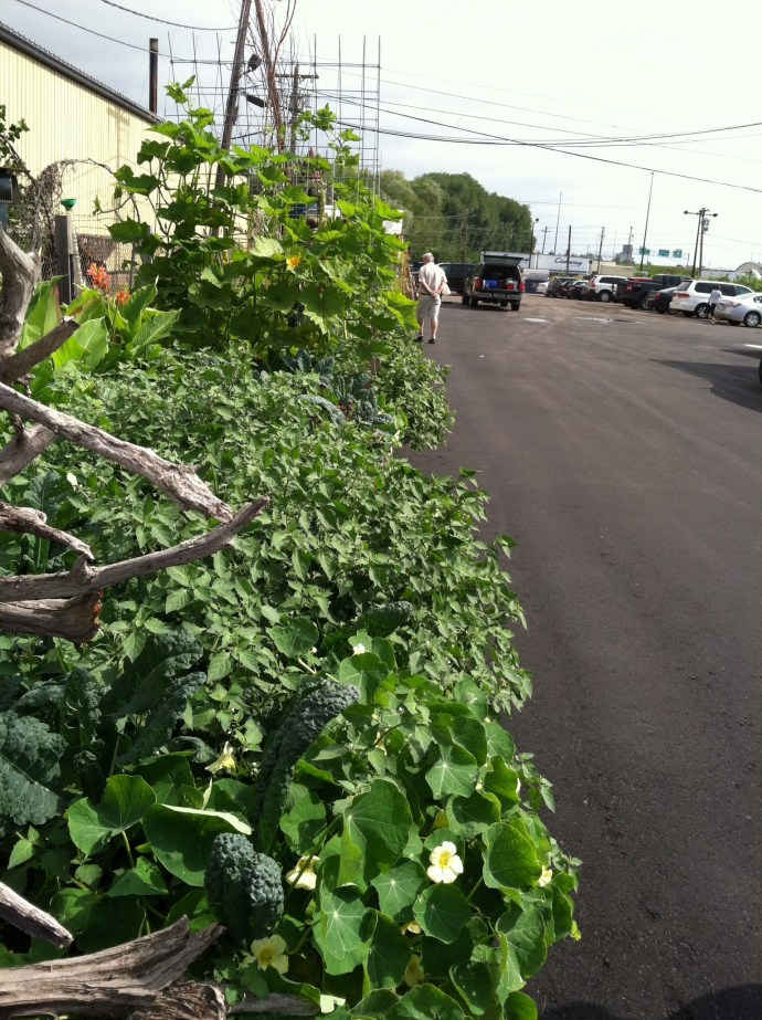 Vegetables growing in the Duluth Grill parking lot