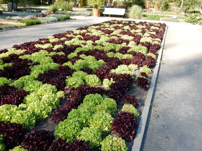 Montreal Botanical Gardens: What you can do with just leaf and red lettuce