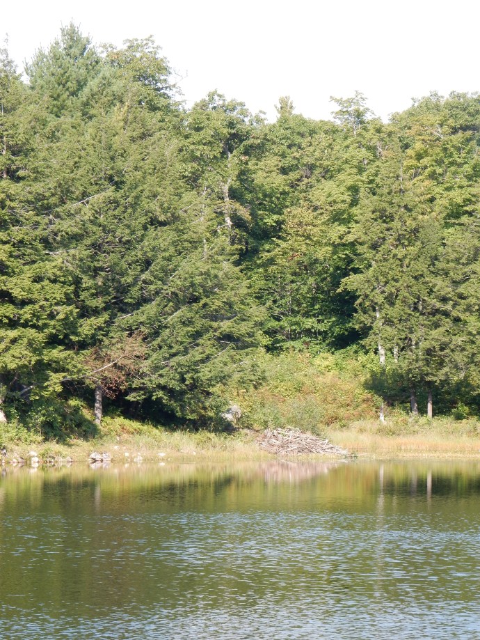 Lake with beaver lodge on King Mountain Trail
