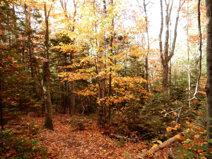 Part of the trail to Mt. Jo