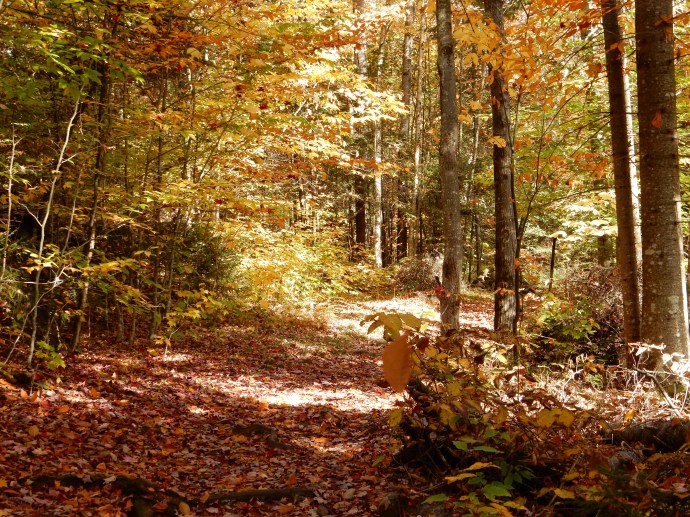 The trail to Lake  Placid