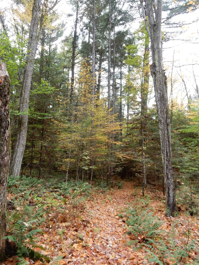 Another walk in the Adirondack woods