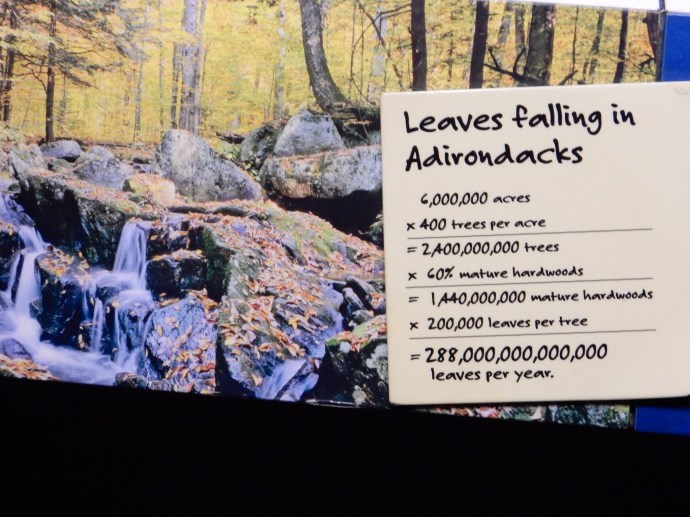 The Wild Center. I guess we have more leaves to see