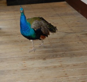 Pickles the Peacock, unofficial greeter