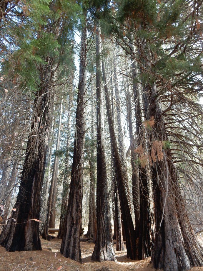 Sequoia trees at Heaps Peak Arboretum
