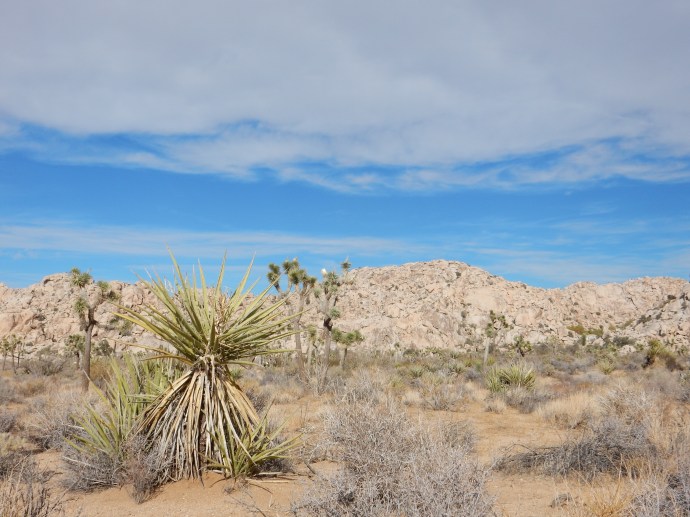 Joshua Tree National Park