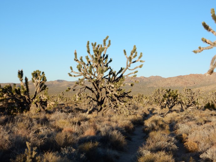 Joshua trees
