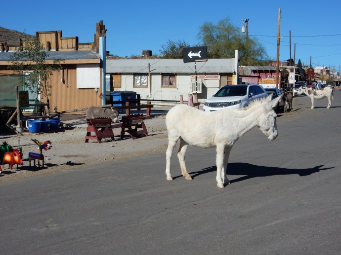 Wild burros in Oatman AZ