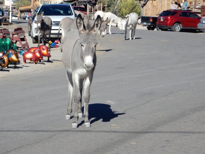 Wild burros at Oatman, AZ