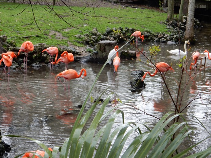 Flamingoes at Homosassa Springs