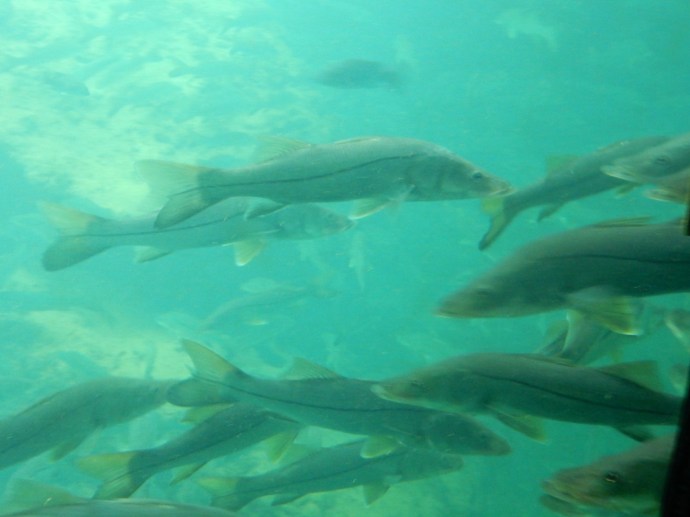 Schools of fish at Homosassa Springs State Park
