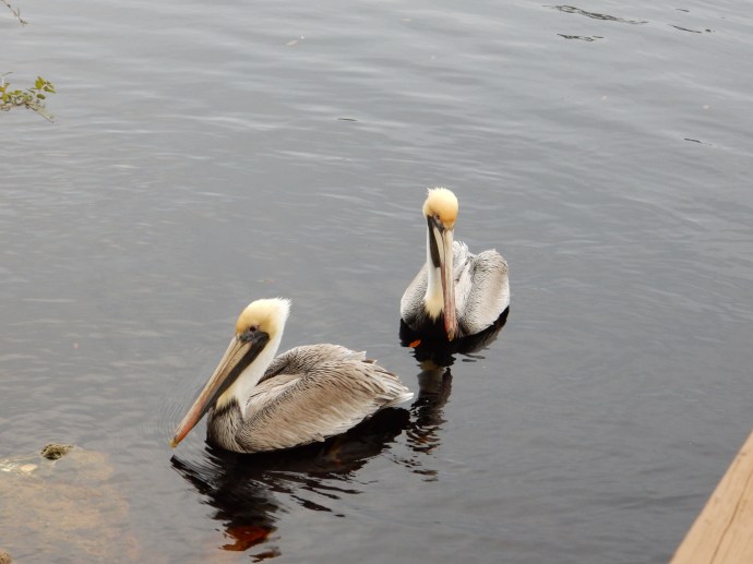 These two came flying in to greet us at Steinhatchee Landing Resort as we walked around