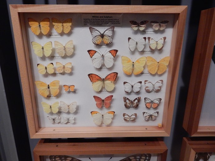One very small portion of the butterfly specimens at tthe Museum of Natural History Gainseville