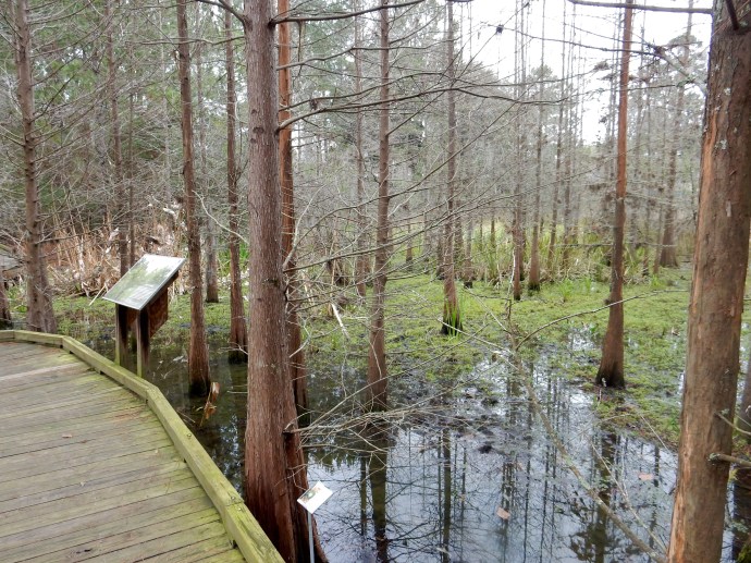 a part of the 60 acre nature area at the university of Florida campus