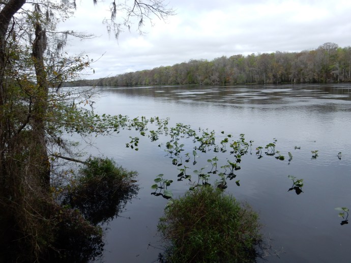 The Suwanee River