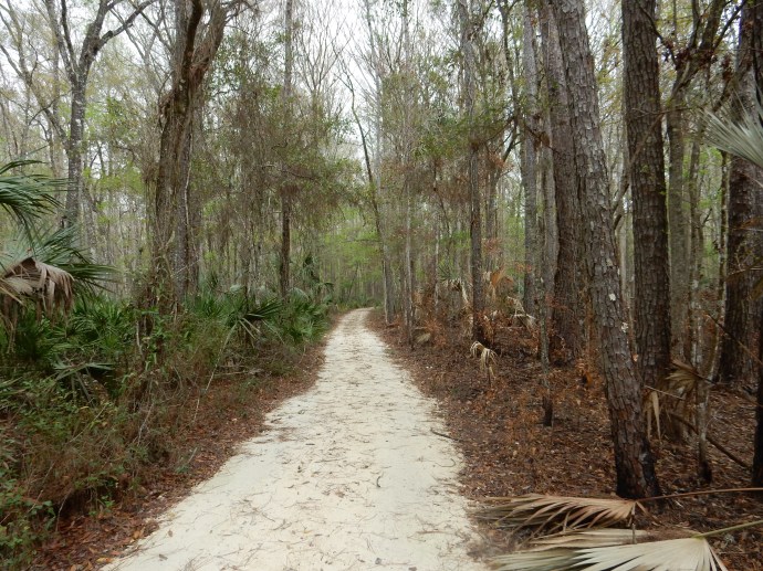 Nature trail at Lower Suwanee with recent  prescribed burn area at right