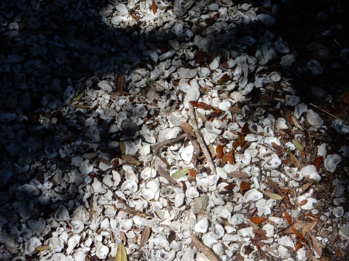 close up of shells making up Shell Mound