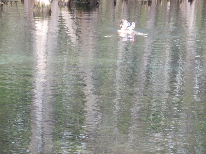 Snorkeler in Manatee Springs with two manatee