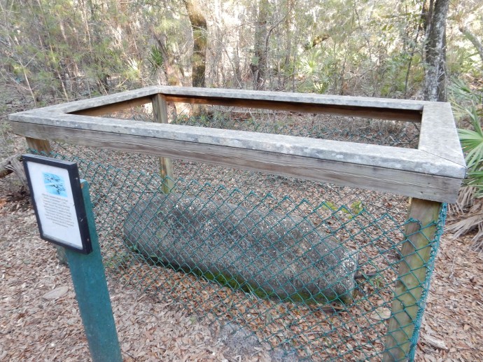 Rocky Bayou park used to be part of a military gun range. This concrete practice bomb was found in the park and left there for us to view.