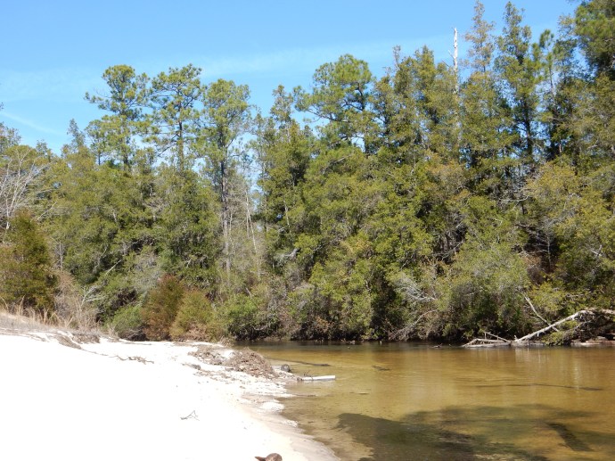 Coldwater Creek-sandy beach, turn, and overhanging branch