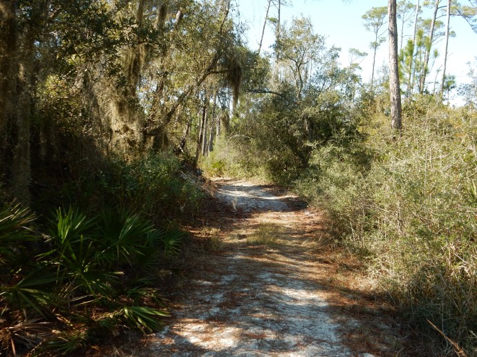 Along the Deer Track Trail in Topsail