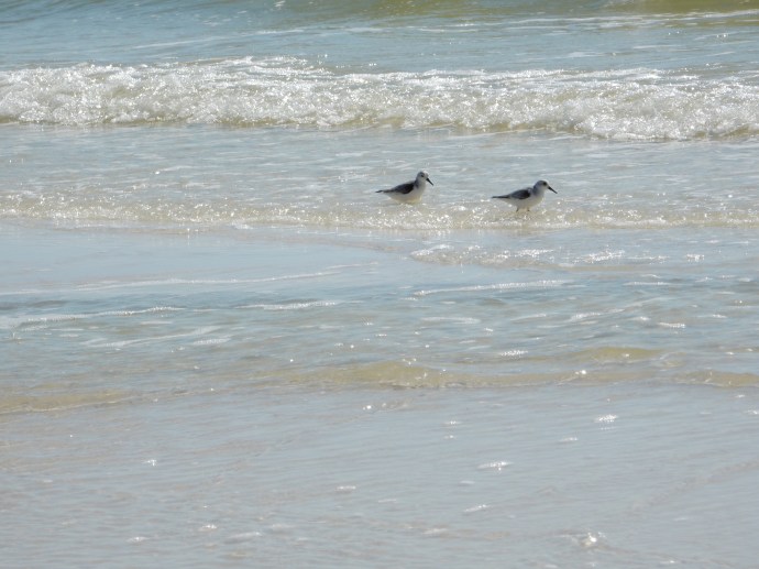 Spending time watching the birds along the ocean