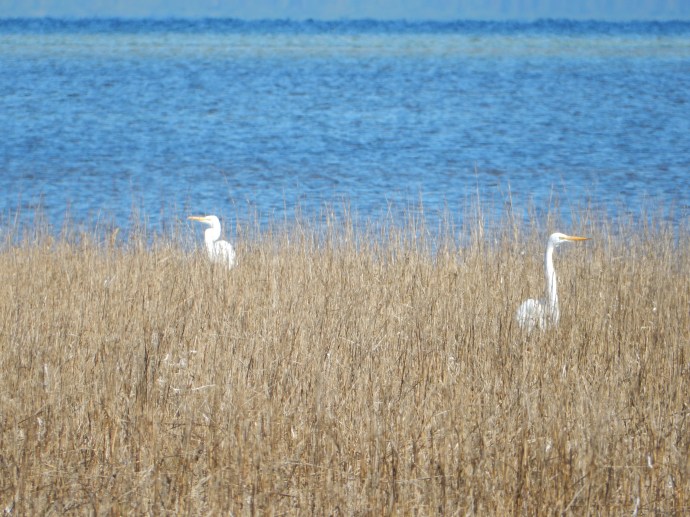 Waling in St. Joseph Peninsula State Park