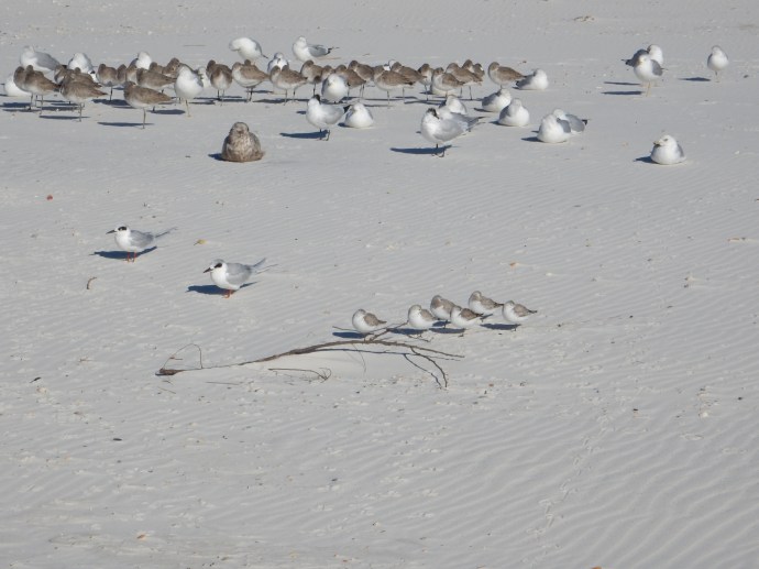 Walking along Cape San Blas
