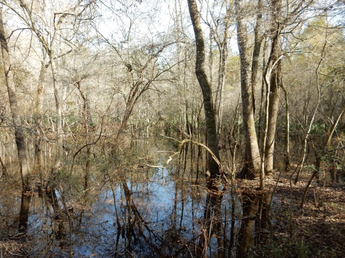 Along the Tallahassee to St. Marks bike trail