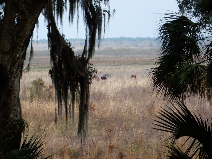 Part of the horse herd at Paynes Prairie