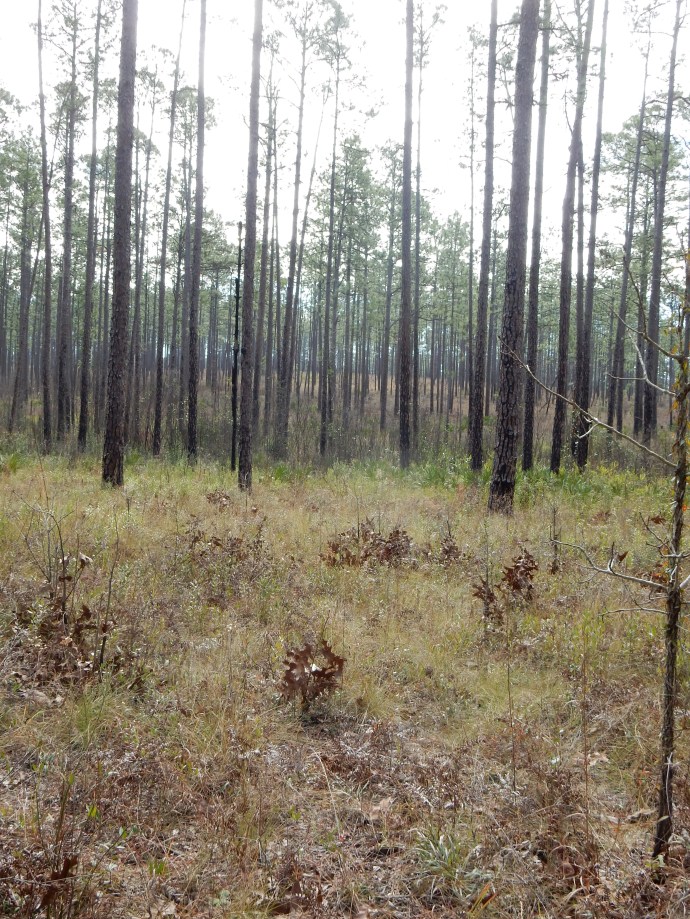 Longleaf Pine forest at Blackwater River State Park
