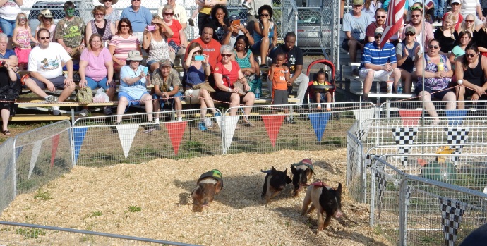 Pig racing at the Florida Strawberry Festival in Plant City FL