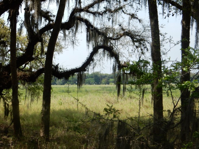 Birds on wing at Myakka RIver State Park