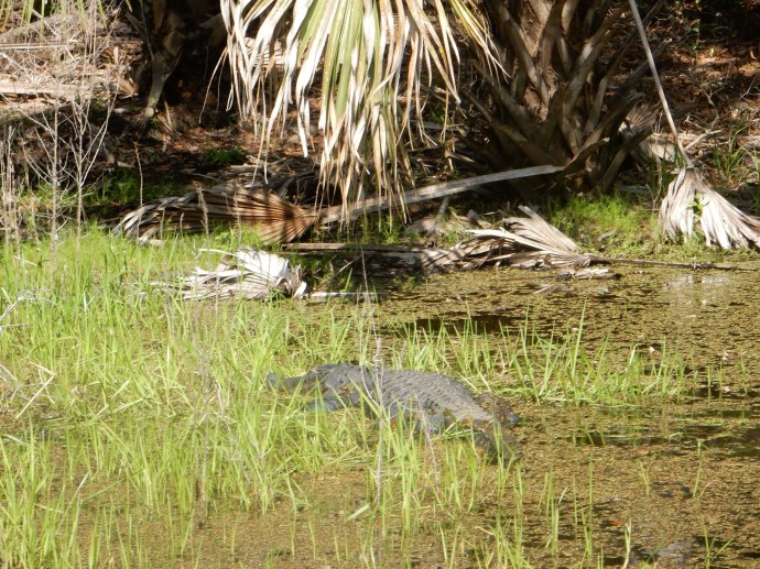 Alligator at Myakka River State Park