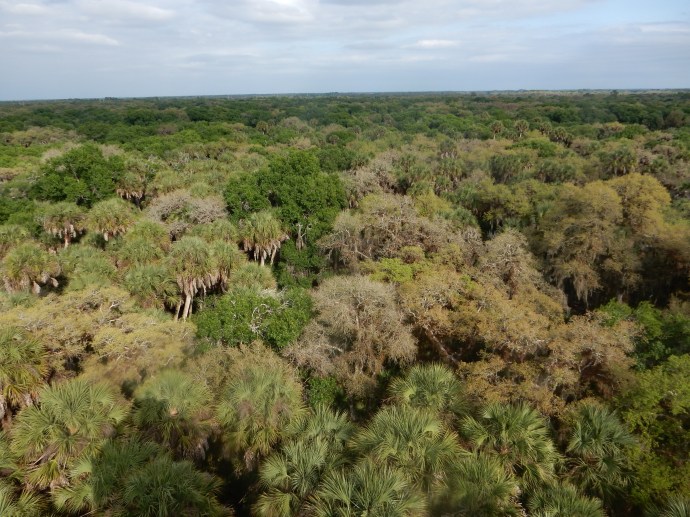 View from the observation tower at Myakka River State Park