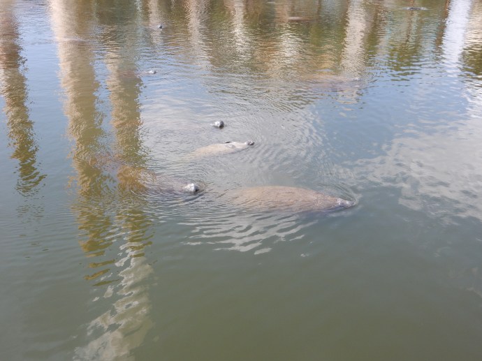 Manatees