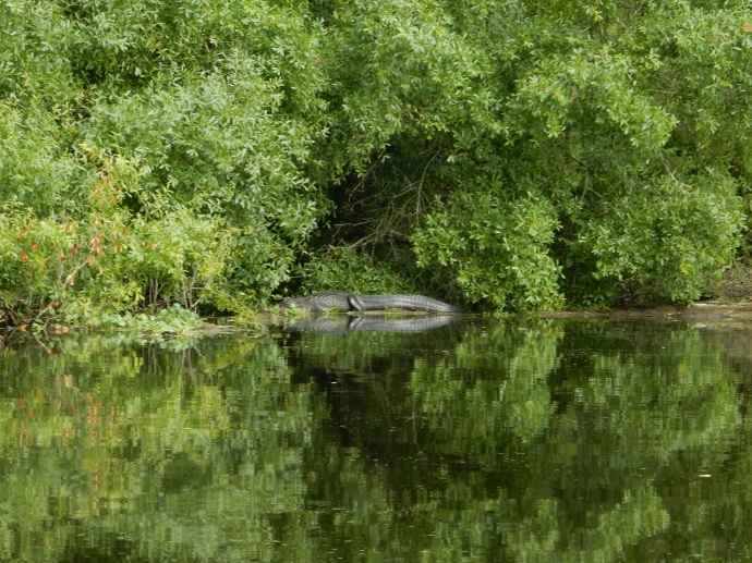 One of the alligators along Hillsborough River canoe trip