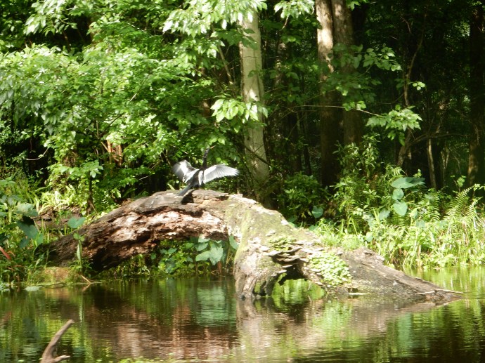Anhinga drying wings