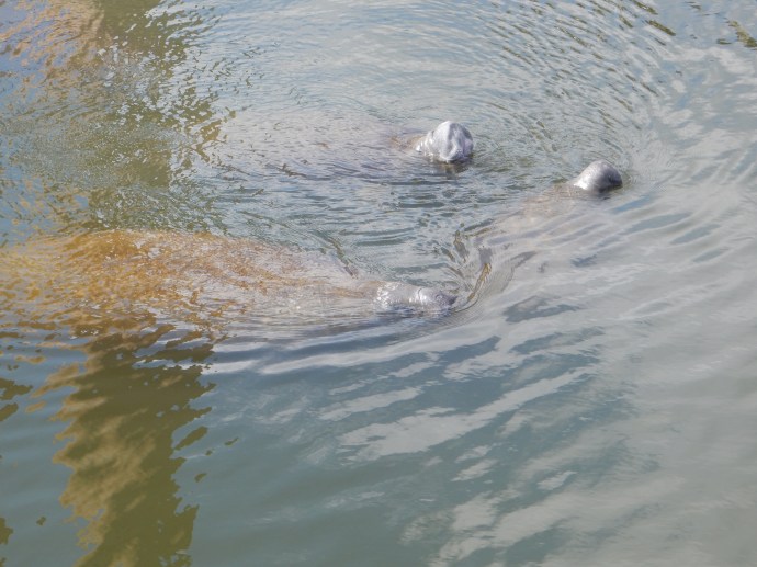 Manatees
