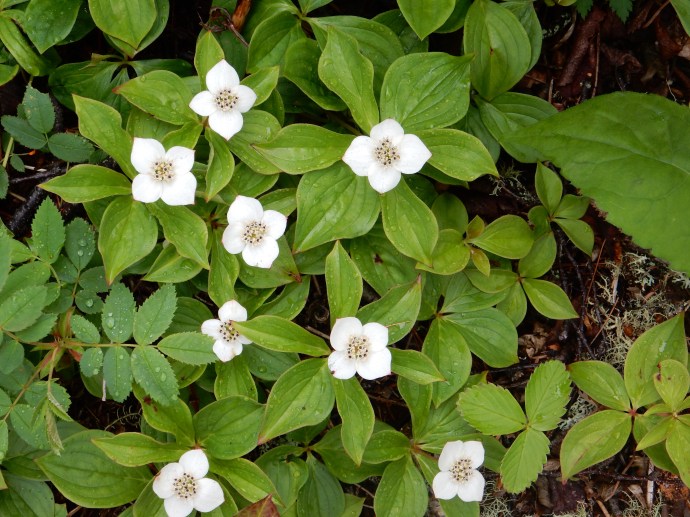 This flower changes from yellow to white