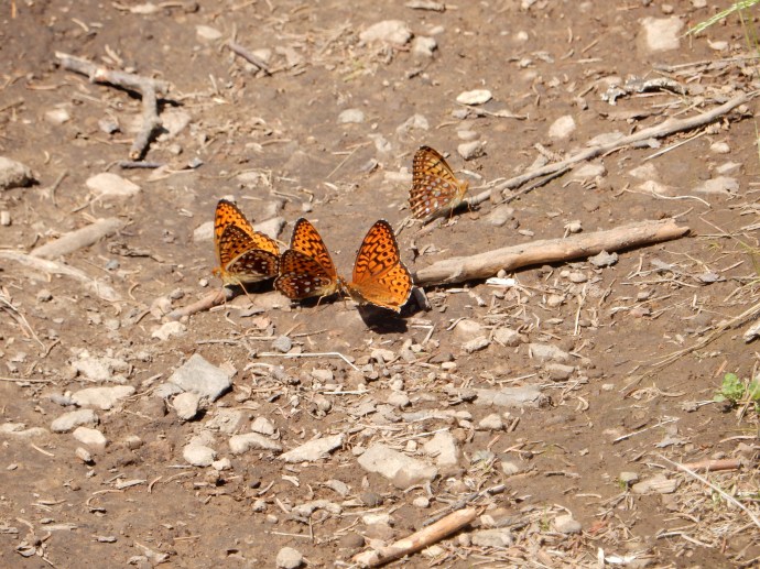 Butterflies along the trail