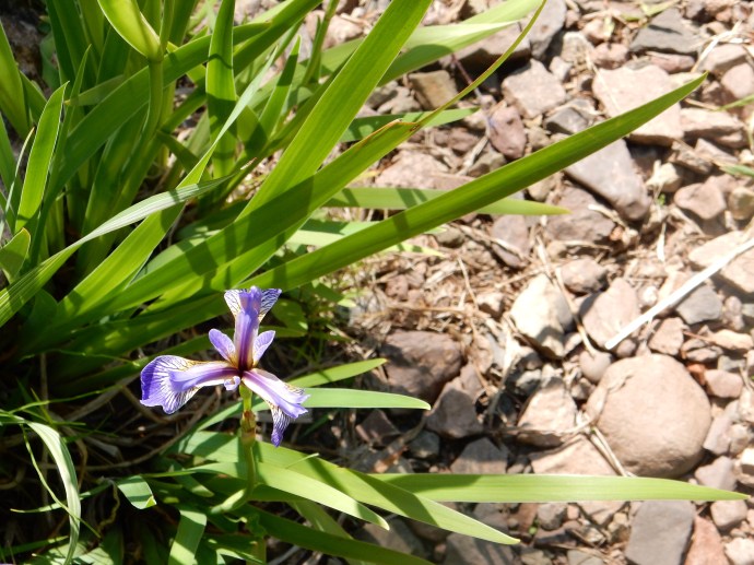 one of many colorful spots along the trail
