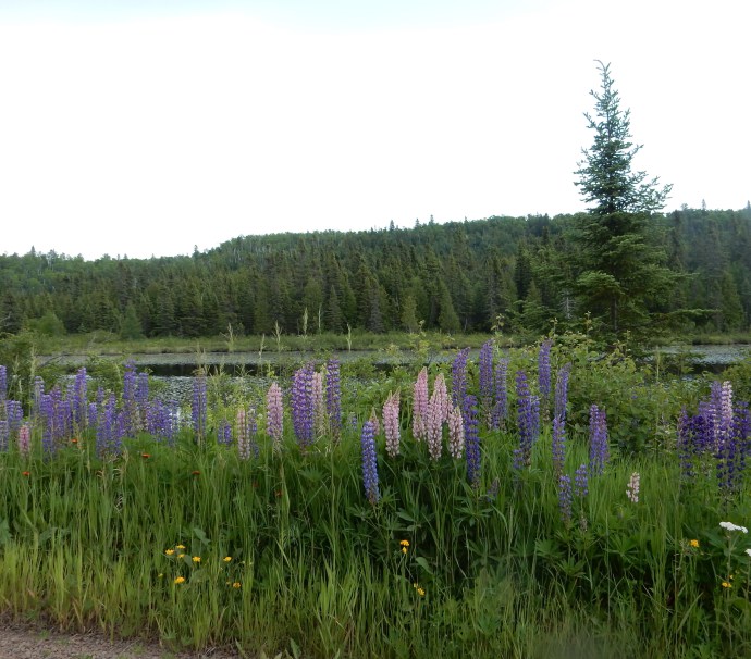 Lupine near George Crosby Manitou State Park